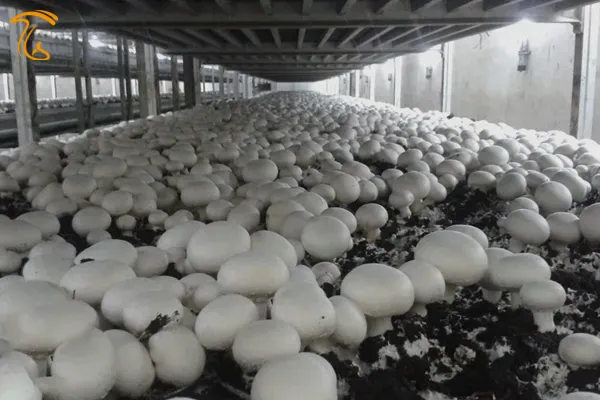 شرایط دریافت پروانه تاسیس واحد تولید قارچ های خوراکی