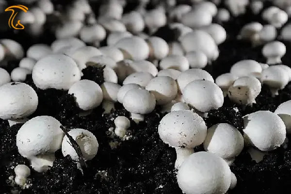 خاک‌ پوششی قارچ- فرمول خاک پوششی قارچ