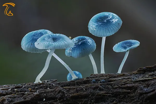 Mycena interrupta زیباترین قارچ دنیا