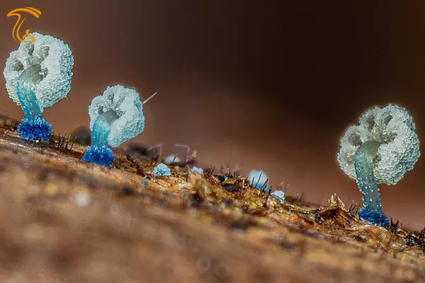 تصاویر زیباترین قارچ دنیا با طرح گل عکس قارچ فانتزی