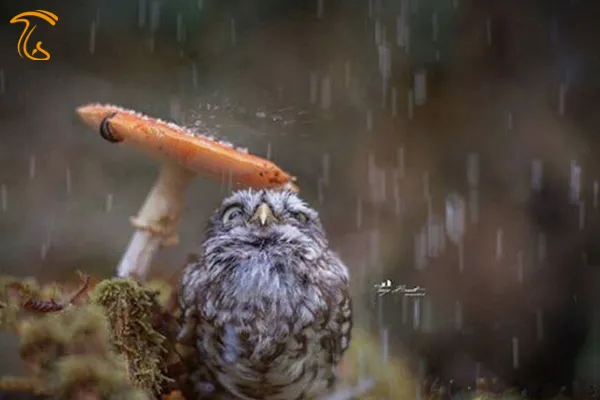 زیباترین قارچ دنیا | عکس قارچ فانتزی