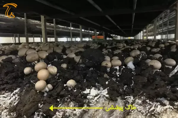 خاک‌ پوششی قارچ