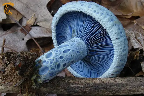 زیباترین قارچ دنیا