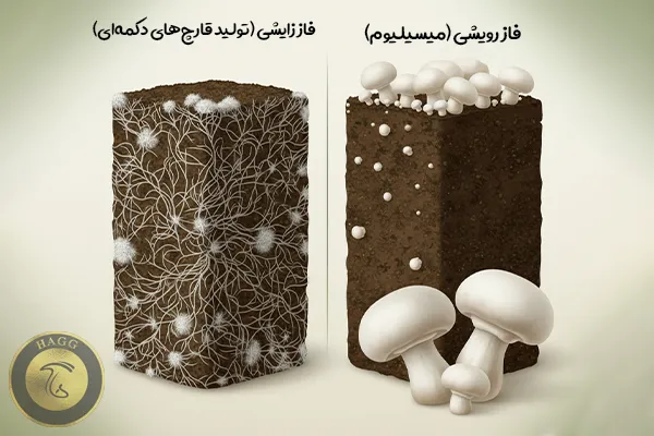 فاز رویشی و فاز زایشی قارچ