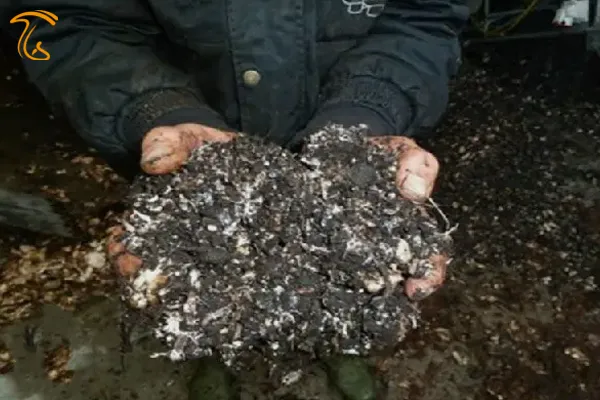 آموزش خاک پوششی برای قارچ خوراکی