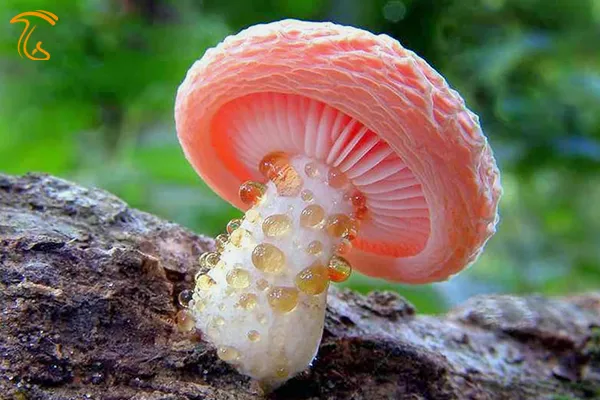 روداتوس پالماتوس زیباترین قارچ دنیا