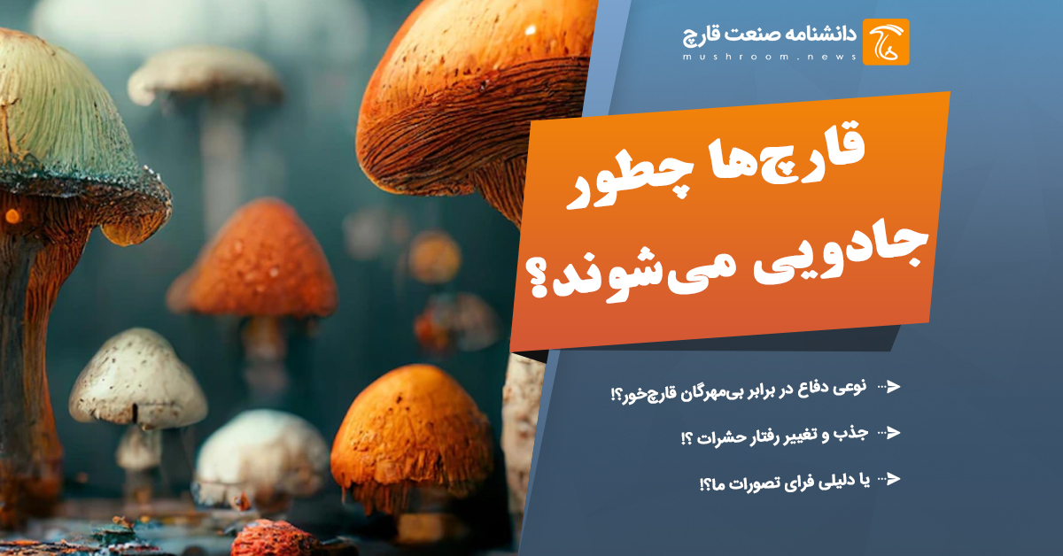 ترکیبات موجود در قارچ جادویی چیست؟