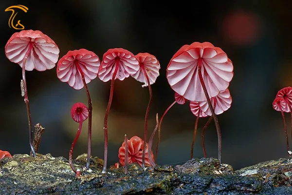 ماراسمیوس هماتوسفالوس