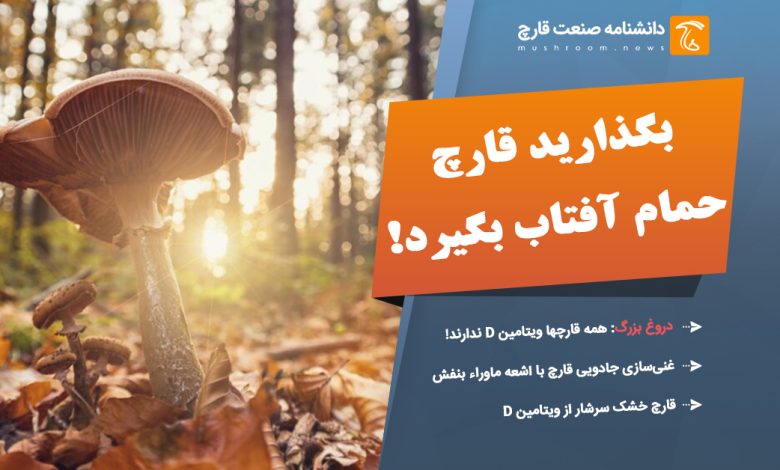 ویتامین d قارچ