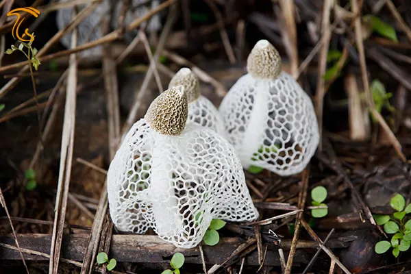  فالوس ایندوسیاتوس