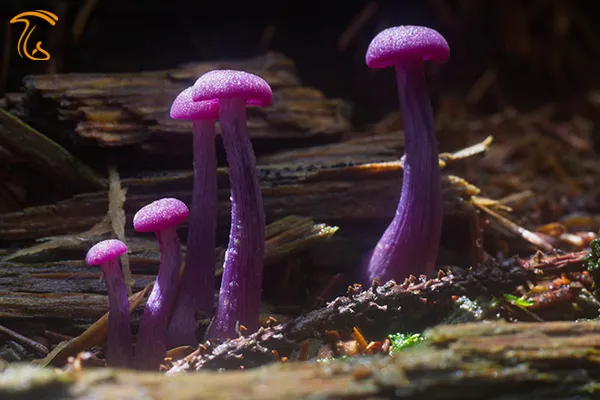 لاکاریا آمیتیستینا عکس قارچ فانتزی