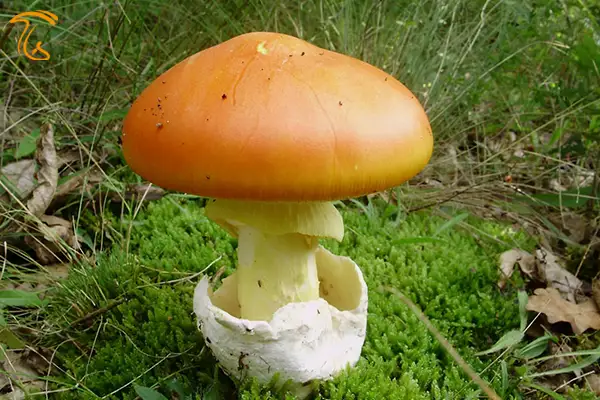 آمانیتا سزاریه