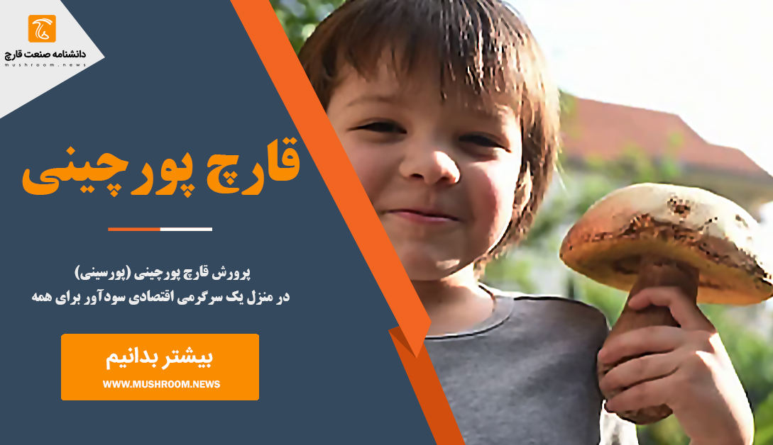 قارچ پورچینی