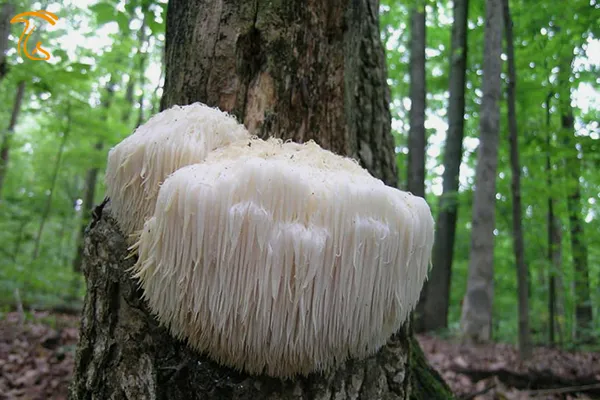 هریسیم اریناسئوس | عکس قارچ فانتزی