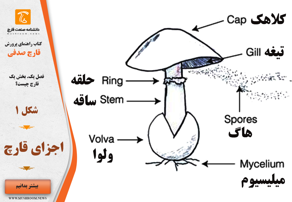 اجزای قارچ