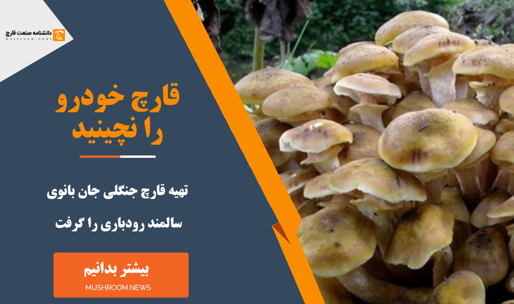 تهیه قارچ جنگلی