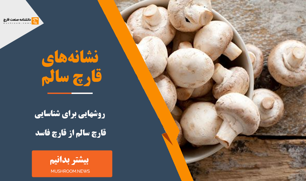 نشانه قارچ سالم عکس قارچ خراب شده