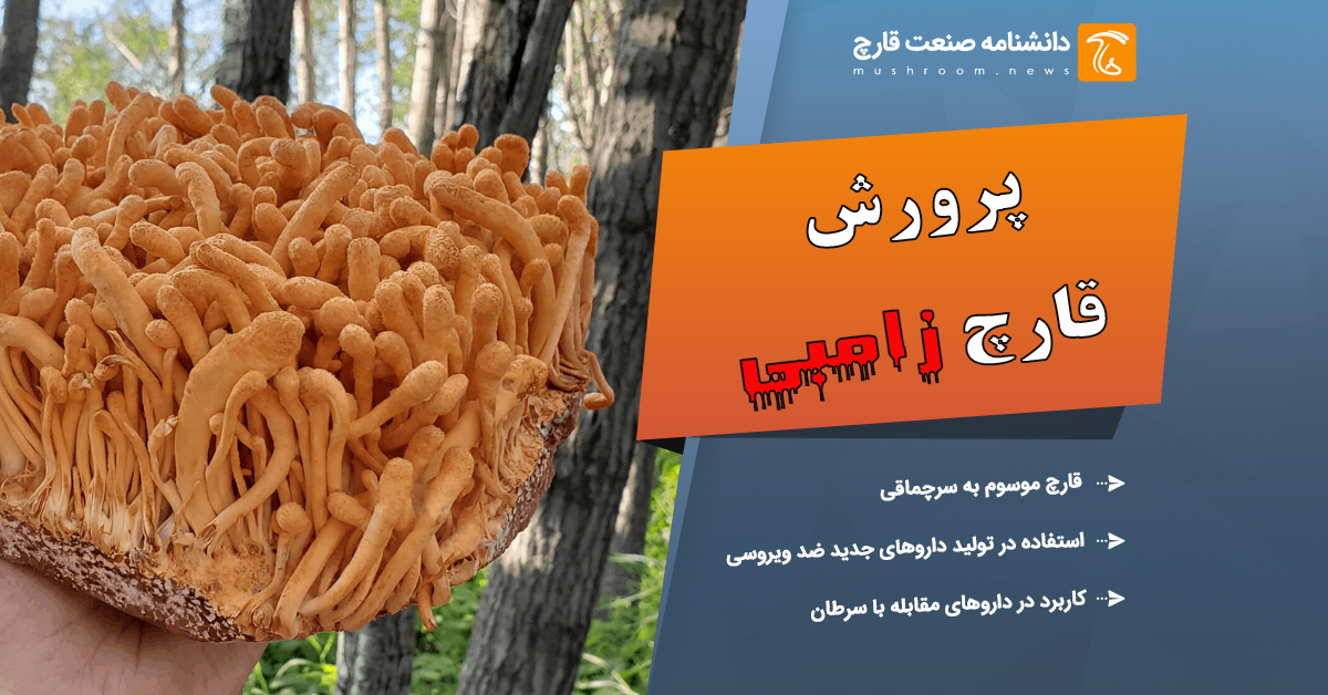 پرورش قارچ زامبی در آزمایشگاه
