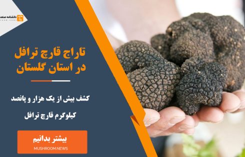 قارچ ترافل در استان گلستان به تاراج رفت