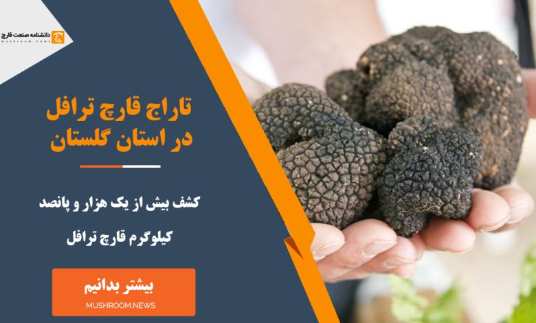 قارچ ترافل در استان گلستان به تاراج رفت