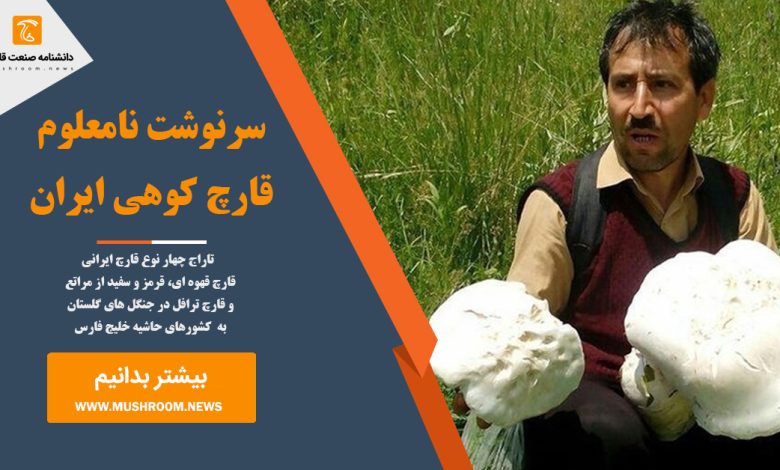 سرنوشت نامعلوم قارچ کوهی ایران