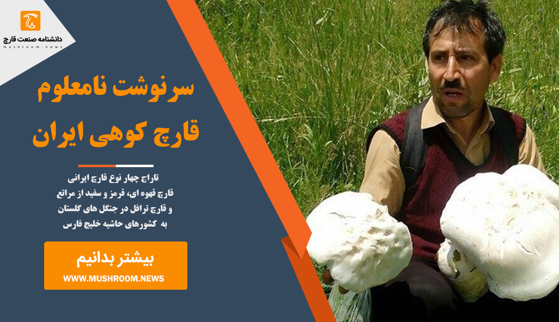 سرنوشت نامعلوم قارچ کوهی ایران