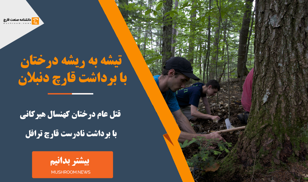 تیشه به ریشه درختان با برداشت قارچ ترافل