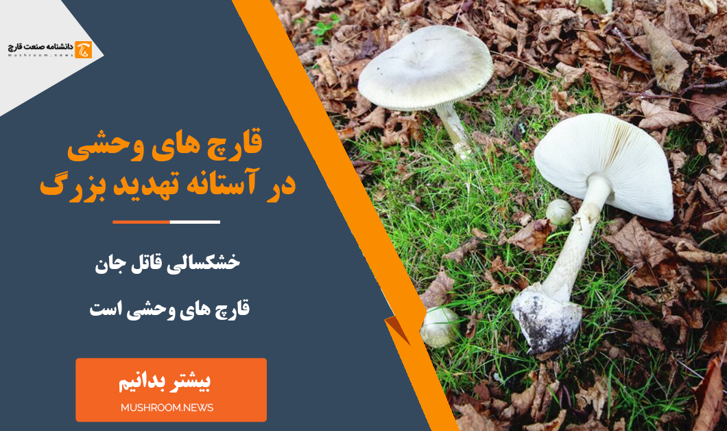 خشکسالی تهدید بزرگ قارچ های وحشی