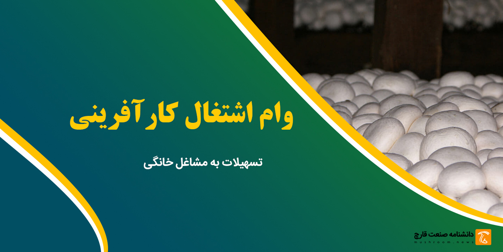 4.9 میلیارد تسهیلات برای پرورش قارچ خوراکی در منزل