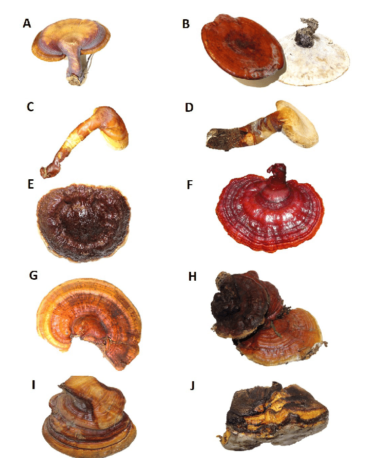 انواع مختلف قارچ گانودرما یا ریشی تفاوت گونه های قارچ گانودرما شاخ گوزن و ریشی 