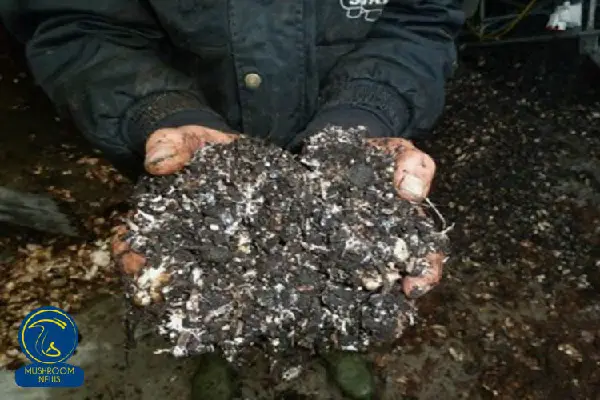 آموزش خاک پوششی برای قارچ خوراکی