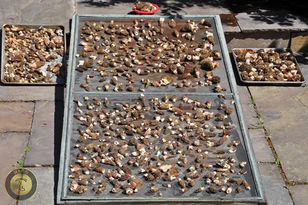 خشک کردن در برابر آفتاب