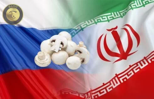 عکس مربوط به پاراگراف صادرات قارچ خوراکی از ایران به روسیه