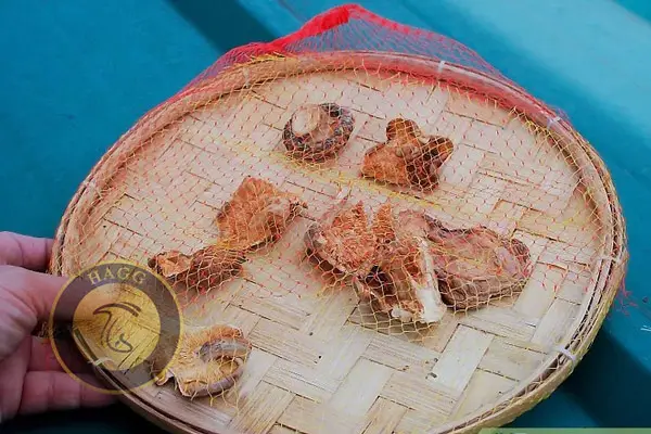 قرار دادن قارچها در معرض آفتاب یا جریان هوا