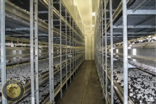 هیتر سالن پرورش قارچ