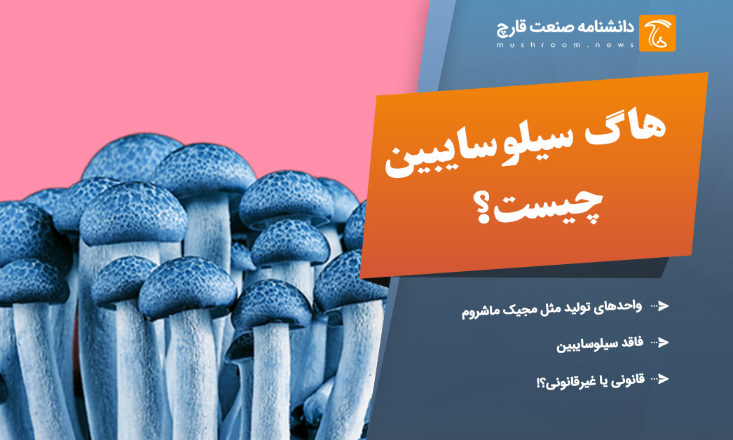 هاگ مجیک ماشروم استخراج سیلوسایبین
