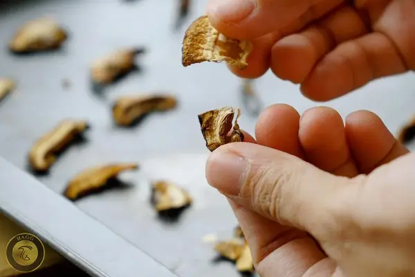 قارچی که کاملا خشک شده باشد (Dried mushroom) خم نمیشود، بلکه میشکند