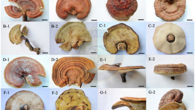 تفاوت گونه های قارچ گانودرما شاخ گوزن و ریشی