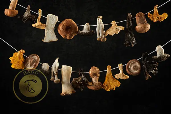 نخ کردن قارچها برای خشک کردن