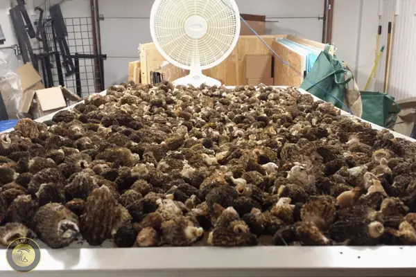 استفاده از پنکه برای خشک کردن قارچ