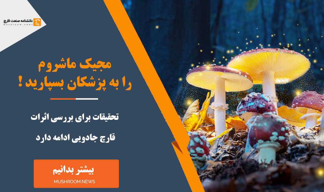 مجیک ماشروم را به پزشکان بسپارید