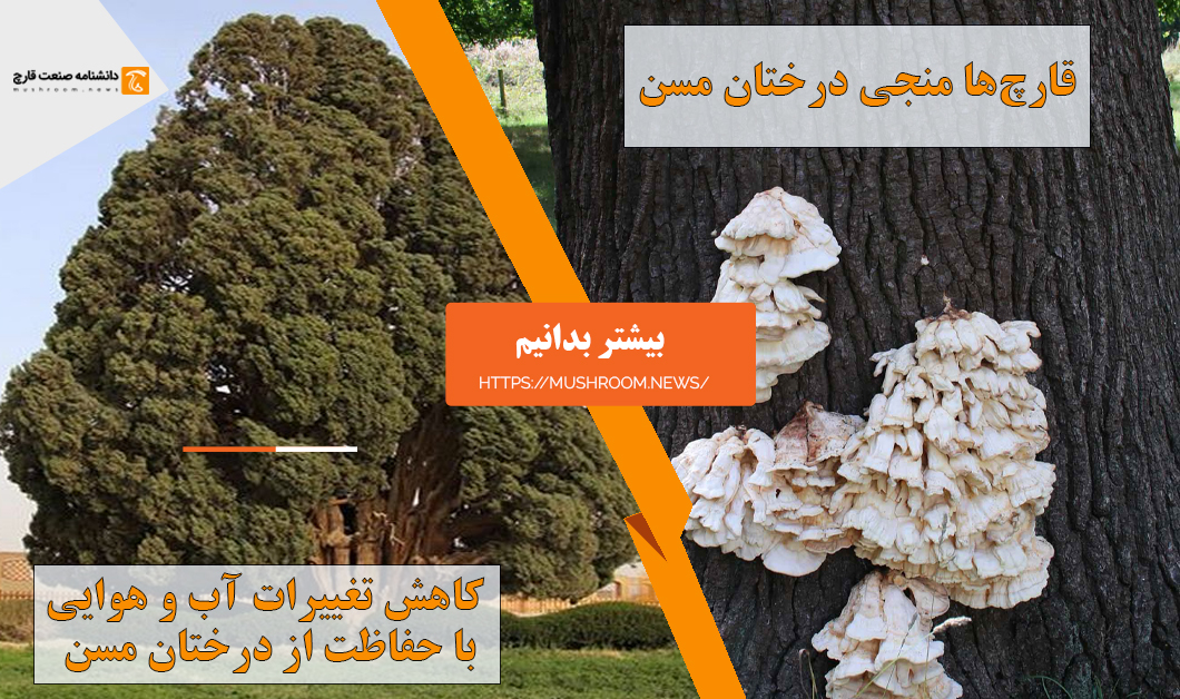 قارچ‌ ها منجی درختان کهنسال
