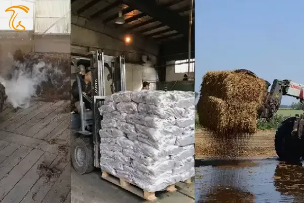 کمپوست قارچ چیست؟ کمپوست قارچ دکمه ای