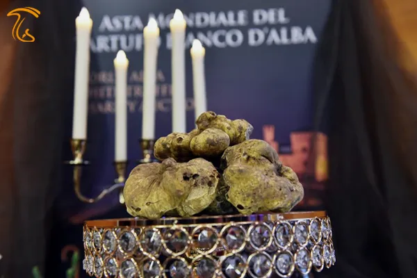 فیلم فروش گران‌ترین قارچ جهان