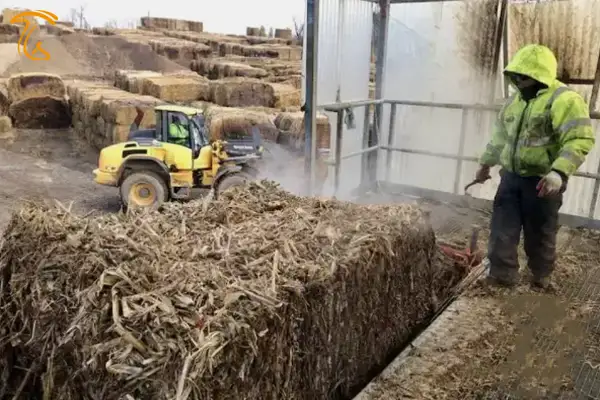 قالب زنی توده کمپوست قارچ دکمه ای یا کمپوست قارچ چیست؟ بستر رویش قارچ