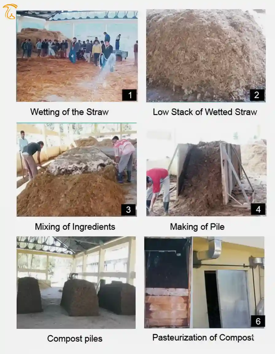 تولید بستر رویش قارچ به روش سنتی