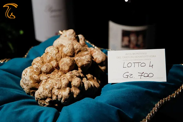 حراجی بین المللی قارچ ترافل سفید آلبا