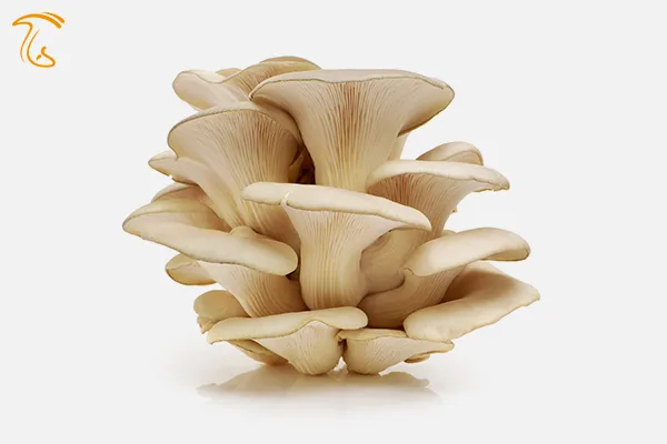Pleurotus ostreatus