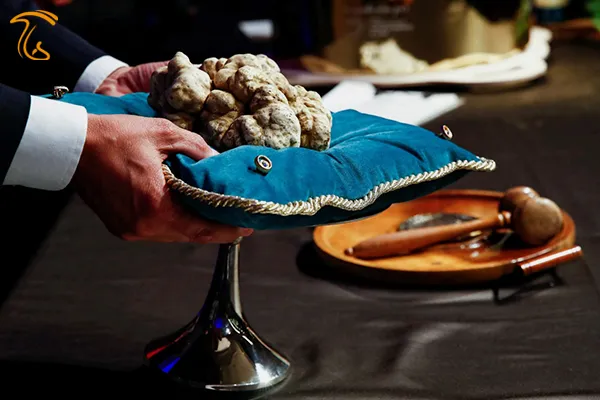 حراجی بین المللی قارچ ترافل سفید آلبا فیلم فروش گران‌ترین قارچ جهان