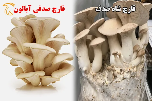 شباهت قارچ صدفی آبالون و قارچ شاه صدف